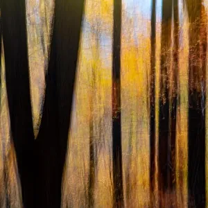 Painterly abstract motion blur of vibrant fall colors in Pisgah National Forest, Brevard, North Carolina, USA Painterly abstract motion blur of vibrant fall colors in Pisgah National Forest, Brevard, North Carolina, USA