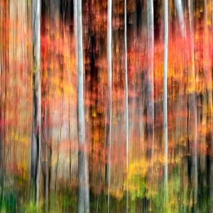 Painterly abstract motion blur of vibrant fall colors in Pisgah National Forest, Brevard, North Carolina, USA Painterly abstract motion blur of vibrant fall colors in Pisgah National Forest, Brevard, North Carolina, USA