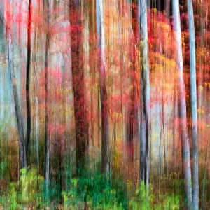 Painterly abstract motion blur of vibrant fall colors in Pisgah National Forest, Brevard, North Carolina, USA Painterly abstract motion blur of vibrant fall colors in Pisgah National Forest, Brevard, North Carolina, USA
