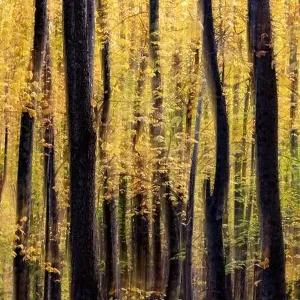 Painterly abstract motion blur of vibrant fall colors in Pisgah National Forest, Brevard, North Carolina, USA Painterly abstract motion blur of vibrant fall colors in Pisgah National Forest, Brevard, North Carolina, USA