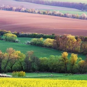 Picturesque rural landscape with green agricultural field and trees on spring hills. South Moravia region, Czech Republic