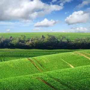 Picturesque rural landscape with green agricultural field and trees on spring hills. South Moravia region, Czech Republic
