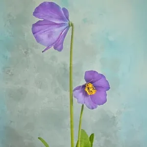 A plant of the dwarf Meconopsis henrici isolated with a coloured, textured background A plant of the dwarf Meconopsis henrici isolated with a coloured, textured background
