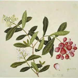Plant Illustration Plant Illustration