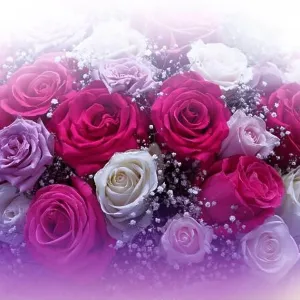 Red Roses Bouquet Isolated on White Background.Beautiful Nature.Floral Art Design.Abstract Macro Photography.Rose Flowers.Creative Artistic Wallpaper