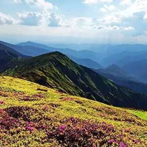 Rhododendron flowers covered mountains meadow in summer time. Orange sunrise light glowing on a foreground. Landscape photography