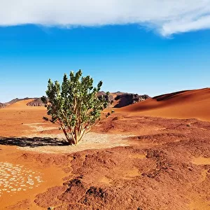 Single tree in Sahara Desert, Algeria