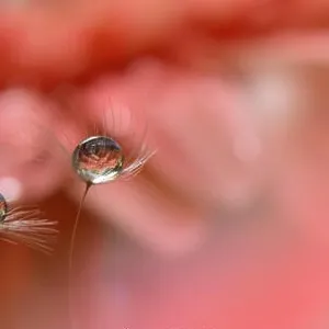 Spring nature blossom web banner or header.Abstract macro.Conceptual Artistic Background.Fantasy design.Colorful Wallpaper.Valentine day.Love.Couple