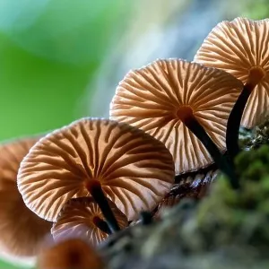 Tiny backlit fungi growing on a tree trunk - DuPont State Recreational Forest - Cedar Mountain, near Brevard, North Carolina, USA Tiny backlit fungi growing on a tree trunk - DuPont State Recreational Forest - Cedar Mountain, near Brevard, North Carolina, USA
