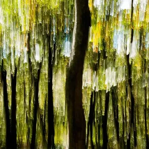 Tree Blur on Mountains-to-Sea Trail near Craggy Gardens - Asheville, North Carolina, USA Tree Blur on Mountains-to-Sea Trail near Craggy Gardens - Asheville, North Carolina, USA