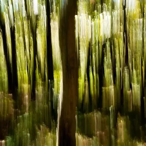 Tree Blur on Mountains-to-Sea Trail near Craggy Gardens - Asheville, North Carolina, USA Tree Blur on Mountains-to-Sea Trail near Craggy Gardens - Asheville, North Carolina, USA