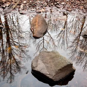 Tree Reflections - Pisgah National Forest - near Brevard, North Carolina USA Tree Reflections - Pisgah National Forest - near Brevard, North Carolina USA