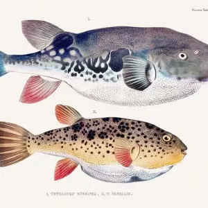 Vintage Japanese Fish Print, circa 1850. Art Prints, Posters
