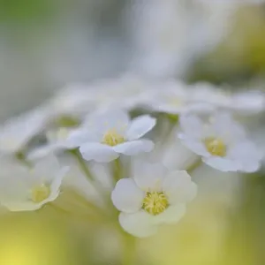 White Spring Flowers on Old Vintage Background.Beautiful Nature Wallpaper.Web Banner for design.Art photography.Artistic Floral Background.Creative