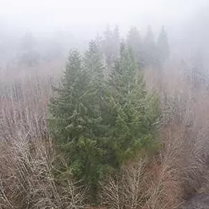 Winter fog seeps through a forest in Oregon. This beautiful state on the west coast is known for its landscape of forests, mountains, and farms
