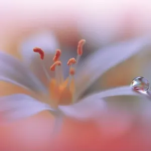 Yellow and Orange Background.Fantasy Art.Creative Wallpaper.Beautiful Nature Background.Amazing Spring Flower.Water Drop.Copy Space.Abstract Macro
