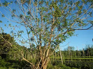Locality Prints: 00442 Sapang Pahalang, San Rafael, Bulacan 09