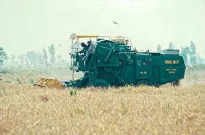 Rural Area Prints: 03 04 2019 Farmers in a harvesting machine in a wheat field Punjab India