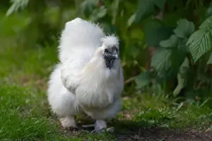 Silky Prints: 1 - Bright white and fluffy pet silkie bantam chicken walks towards camera