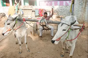 Asians Prints: 1 Indian farmer riding Bullock Cart
