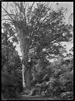 Workers Prints: 109 Gum industry workers near Anawhata tapping gum in a Kauri tree ATLIB 289371