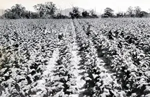 1938 Prints: 114 Queensland State Archives 4225 Tobacco plants on Mr B Andersons property Miriam Vale 24 February 1938