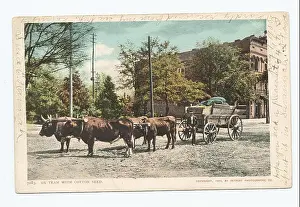 Workers Prints: 1147 Ox Team with Cotton Seed, Georgia (NYPL b12647398-66326)