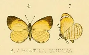Creatures Prints: 1789 UndinaGSK1894OD