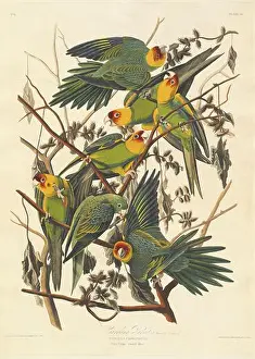 Characteristic Prints: This 1827 print by Robert Havell after Audubon illustrates the Carolina Parrot