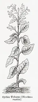 Medicinal Plants Prints: 1870s, 19th century botanical engraving / illustration of Syrian Tobacco plant (Nicotiana rustica)