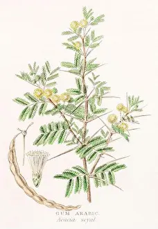 Medicinal Plants Prints: 1872 Victorian hand-painted colour botanical engraving in William Rhind's Vegetable Kingdom: Red Acacia