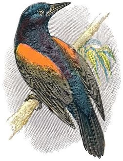 Trending: 1898 colour engraving of a red-winged blackbird (agelaius phoeniceus)