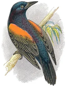 1898 colour engraving of a red-winged blackbird (agelaius phoeniceus)