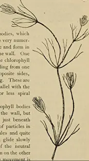 Principles Prints: This 1898 textbook on elementary botany introduces students to the basic principles of plant biology