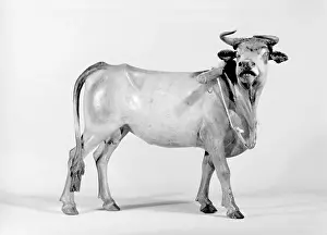Neapolitan Prints: This 18th-century Italian polychromed terracotta sculpture depicts a cow