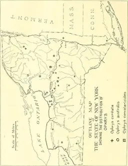 Pests Prints: A 1917 report detailing the harmful and beneficial insects found in New York State