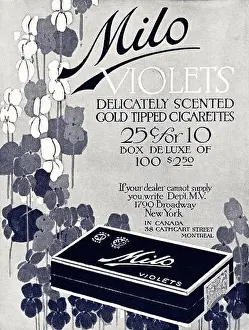 Popular Culture Prints: 1920 advert from original old vintage American magazine 1920s advertisement advertising Milo Violets scented gold
