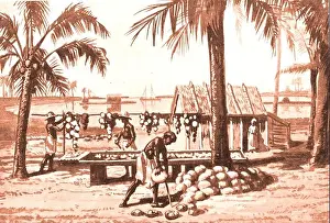 Dietary Prints: 1927 printed image of a natives preparing commercial copra on a Pacific island