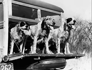Tongues Prints: 1930s 1939 ENGLISH SETTER HUNTING DOGS ON TAILGATE OF WOOD BODY STATION WAGON AUTOMOBILE
