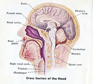 Cerebellum Prints: 1940 medical diagram of human head