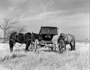 Hars Prints: 1940s PAIR OF HARNESSED HORSES NEXT TO OLD BUGGY GRAZING IN FIELD