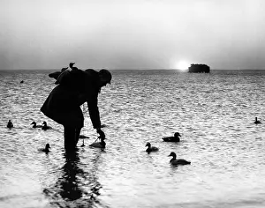 Grown Up Prints: 1950s SILHOUETTED MAN IN SUNRISE PUTTING OUT DUCK DECOYS