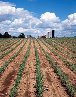 Hars Prints: 1980s ROWS OF YOUNG CORN PLANTS IN WISCONSIN CORNFIELD FARM ON HORIZON
