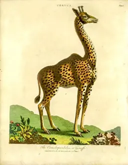 Woodcutting Prints: 19th century of a Cervus camelopardalis [here as Cameleopardalus] or giraffe Handcolored copperplate engraving From