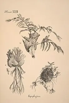 Sepia Toned Prints: 19th-century Dutch botanical illustration: Intricately detailed ink drawings on sepia background