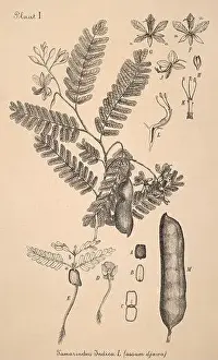 Sepia Toned Prints: 19th-century Dutch botanical illustration: Intricately detailed ink drawings on sepia background