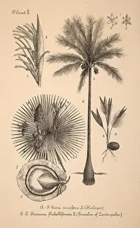 Sepia Toned Prints: 19th-century Dutch botanical illustration: Intricately detailed ink drawings on sepia background