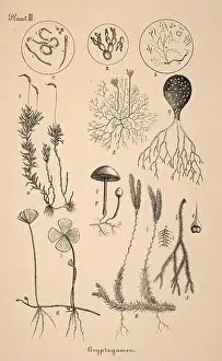 Sepia Toned Prints: 19th-century Dutch botanical illustration: Intricately detailed ink drawings on sepia background