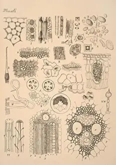 Sepia Toned Prints: 19th-century Dutch botanical illustration: Intricately detailed ink drawings on sepia background