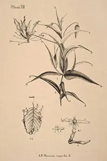 19th-century Dutch botanical illustration: Intricately detailed ink drawings on sepia background